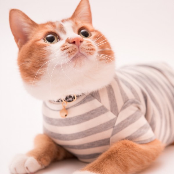 猫に優しい猫服　オーガニックコットン100%シリーズ